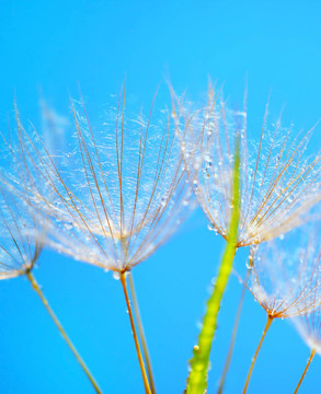 蒲公英花背景