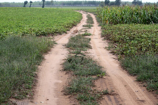 土路 路 田間路 路面 風(fēng)光