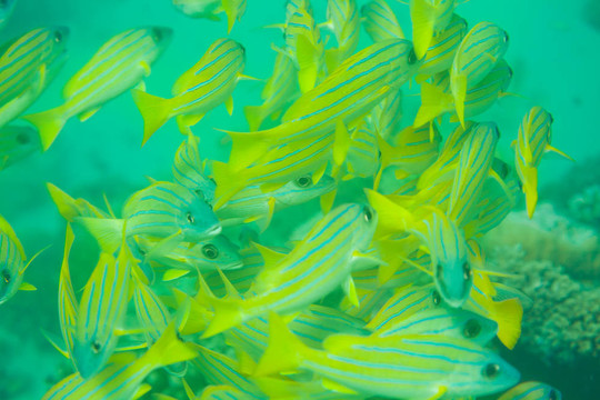 海鱸魚(yú)淺灘