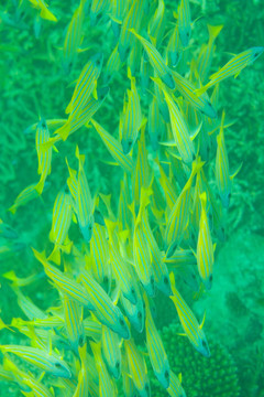 許多海鱸魚魚