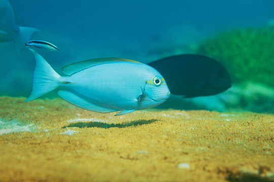 在桌珊瑚上游動(dòng)的藍(lán)色魚(yú)