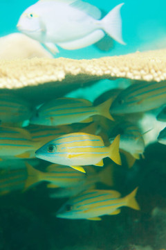 細(xì)鱗魚(yú)隱藏