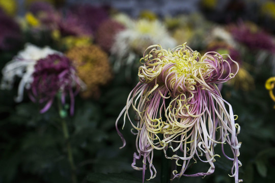 菊花