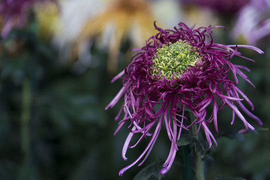 菊花