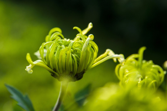 菊花