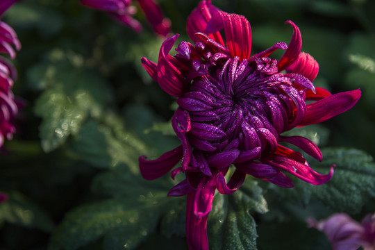 菊花
