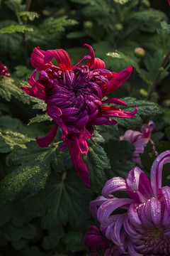 菊花