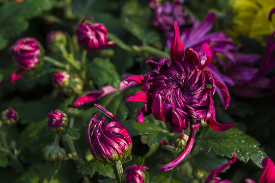 菊花