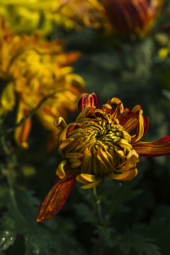 菊花