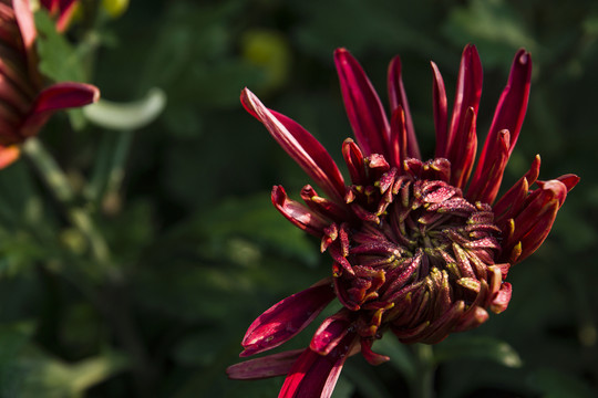 菊花