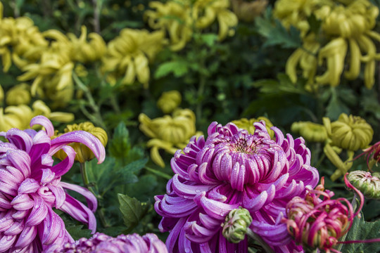 菊花