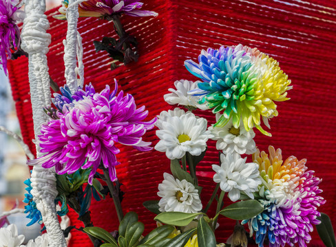 彩色的菊花