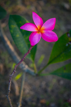 紅色雞蛋花