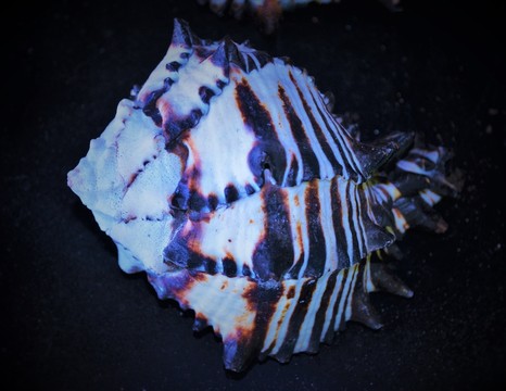 海螺貝殼