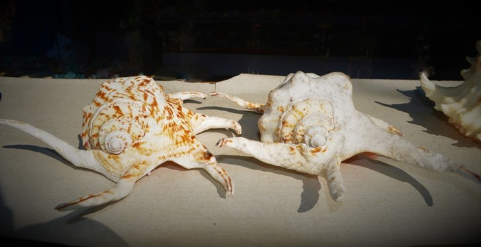 海螺貝殼