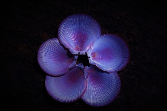 貝殼圖案