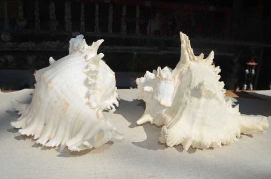海螺貝殼