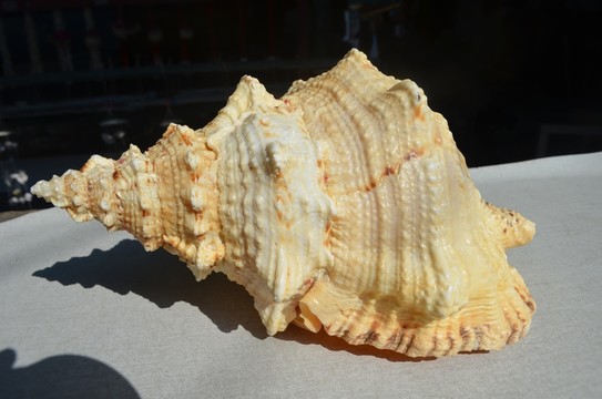 海螺貝殼