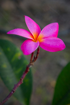 紅色雞蛋花