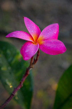 紅色雞蛋花