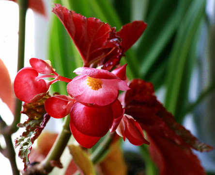 花卉