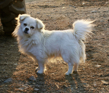 京巴犬