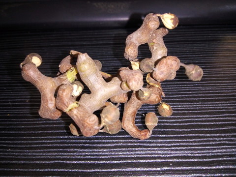 沙拐棗