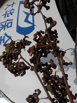 拐棗
