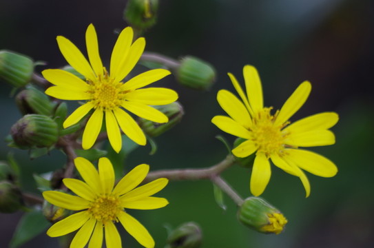 茼蒿菊