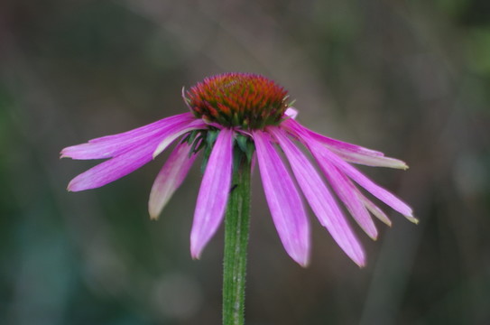 松果菊