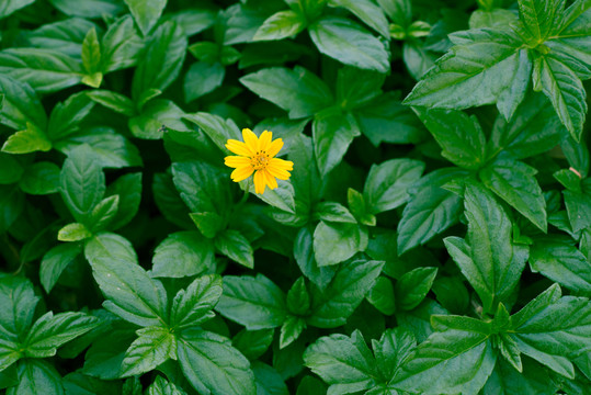 向陽菊