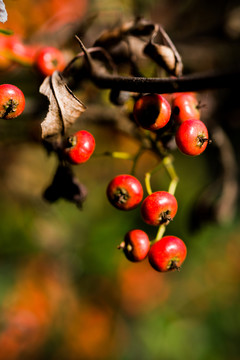 紅色野果