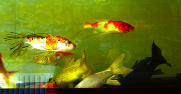 金魚
