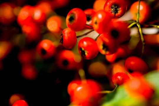 紅色野果