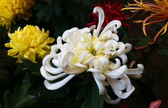 菊花