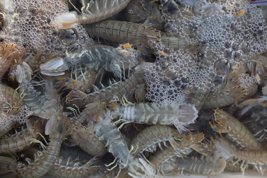蝦爬子