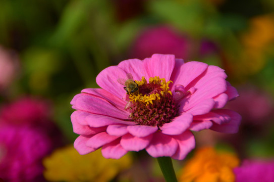 花與蜜蜂