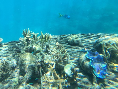 海底珊瑚