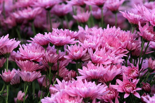 菊花展 菊花 花 花卉 朵朵菊