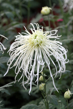 菊花展 菊花 花