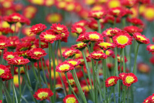 菊花展 菊花 花