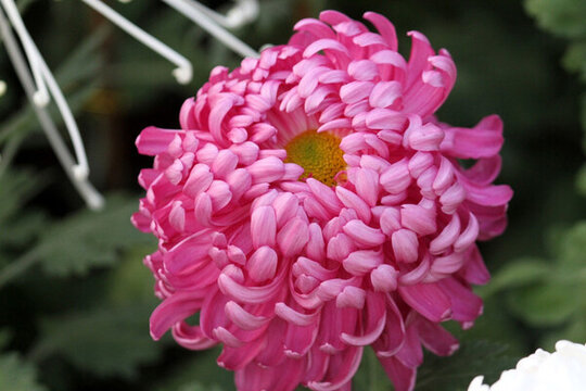 菊花展 菊花 花