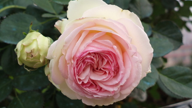 玫瑰花