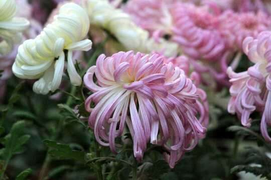 菊花展 菊花 花 花卉