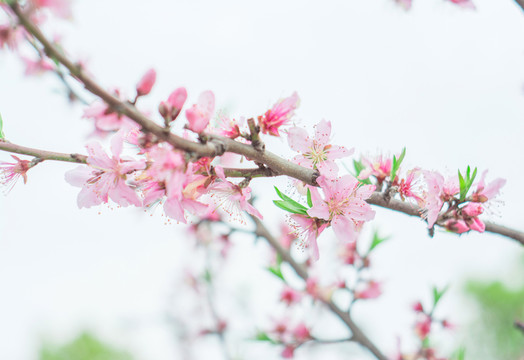 梅花