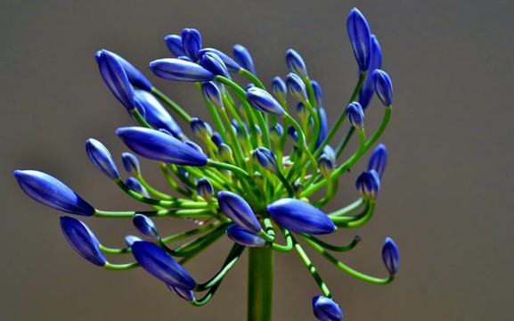 藍(lán)色的花