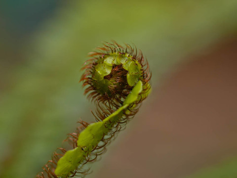蕨類植物的葉子靠近森林