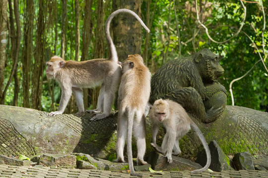 猴（Macaca fascicularis）