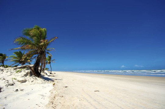 曼格山高；Bahia；巴西