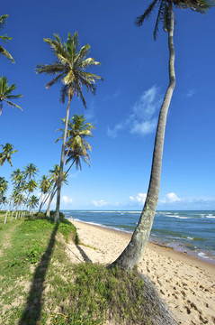 普臘亞復(fù)地；Bahia；巴西